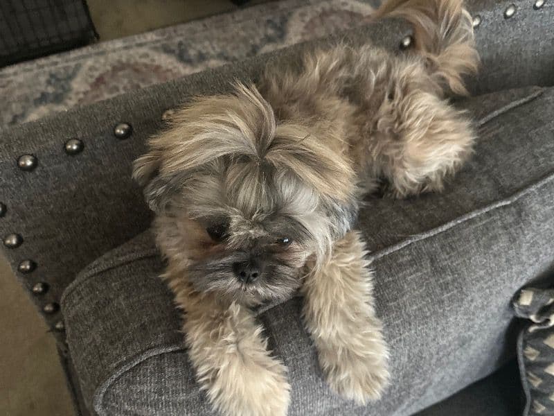 Maltese Shih Tzu 1 year 2 months old female small named Sienna for breeding in Prince George's County, Maryland | Petmeetly