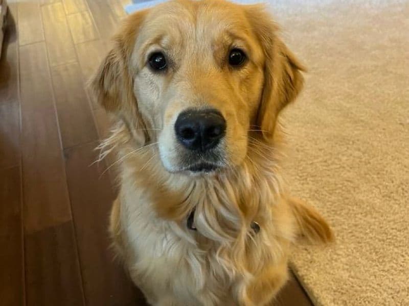 English Golden Retriever 1 year 3 months old male medium named Max for breeding in Los Angeles County, California | Petmeetly