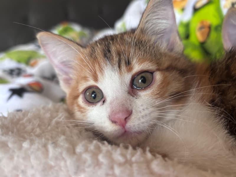 Calico 2 months old female named Blossom for sale in Santa Cruz County, California | Petmeetly