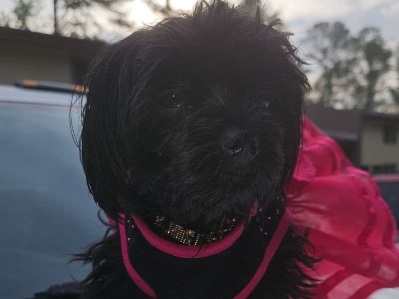 Yorkipoo 4 years 8 months old female small named Bella for breeding | Petmeetly