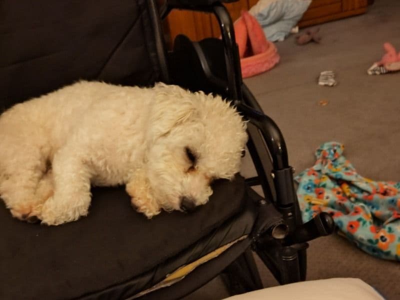 Bichon Frise 1 year 8 months old female small named Molly for breeding in Highlands County, Florida | Petmeetly