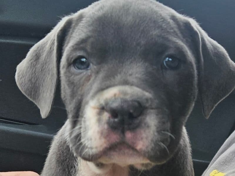 Cane Corso 2 months old female medium named Lily for adoption in Missouri | Petmeetly