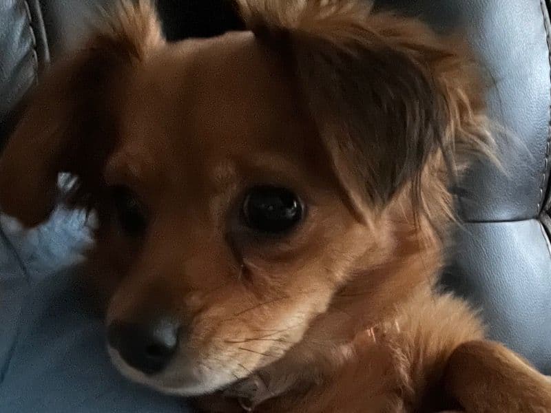 Russkiy Toy 5 years 7 months old female small named Mazie for breeding in Coffee County, Georgia | Petmeetly