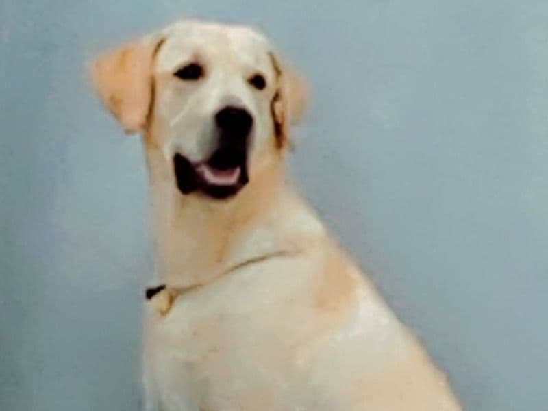 Wishkey primary photo