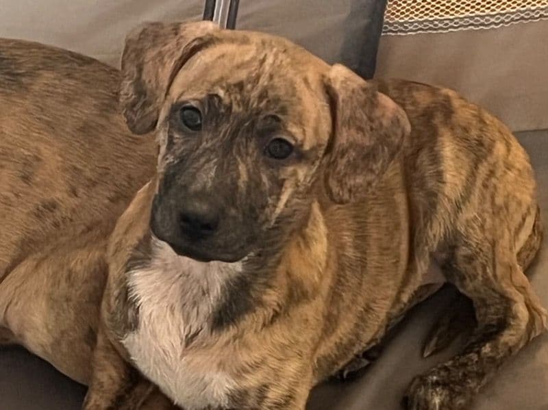 Pit Bull Terrier 2 months old female medium named Tigger for sale in Scott County, Iowa | Petmeetly