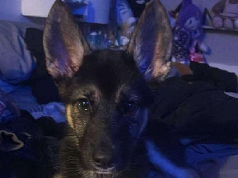 Black German Shepherd 8 months old female small named Nina for breeding in Dallas County, Texas | Petmeetly