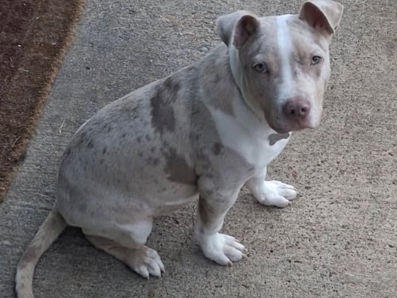 American PitBull Terrier 5 months old male medium named Boy Posey for sale in Shelby County, Tennessee | Petmeetly