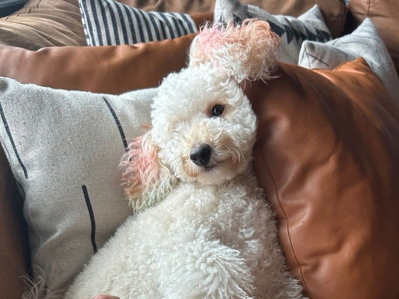 Mini Golden Doodle 1 year 8 months old female small named Butter for breeding in Hillsborough County, Florida | Petmeetly