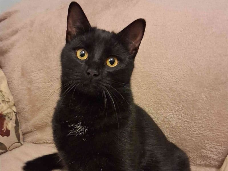 Maine Coon 11 months old female named Charka for sale in Bucks County, Pennsylvania | Petmeetly