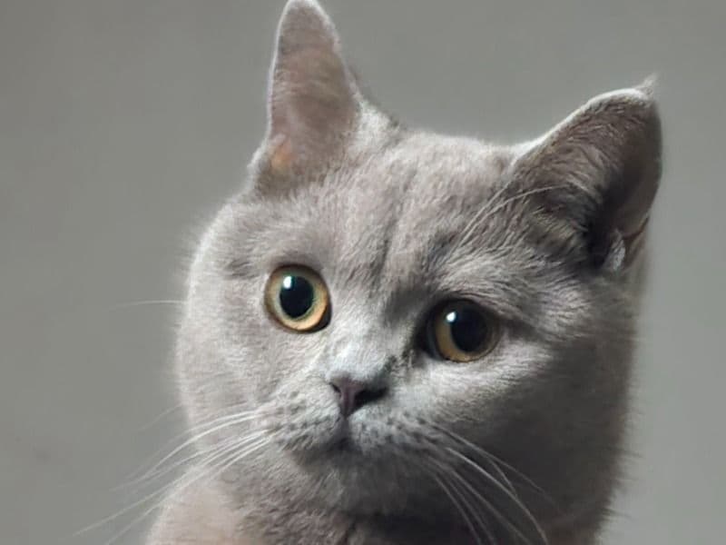 Scottish Straight 1 year 8 months old female named Izzy for breeding in Newbury, England | Petmeetly