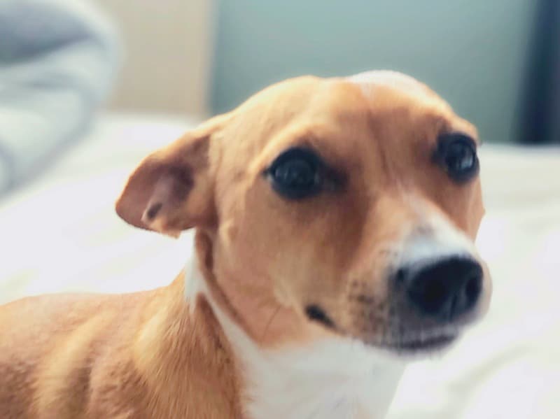 Jack Russell Terrier 5 years 5 months old female small named Rosie for breeding in Greater London, England | Petmeetly