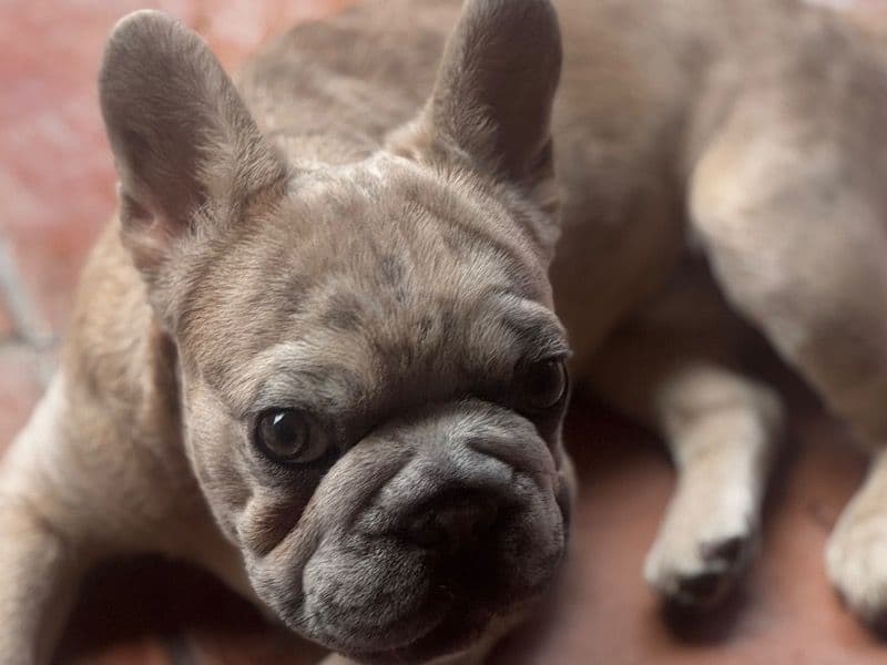 French Bulldog 1 year old male small named Benji for breeding in Orange County, California | Petmeetly