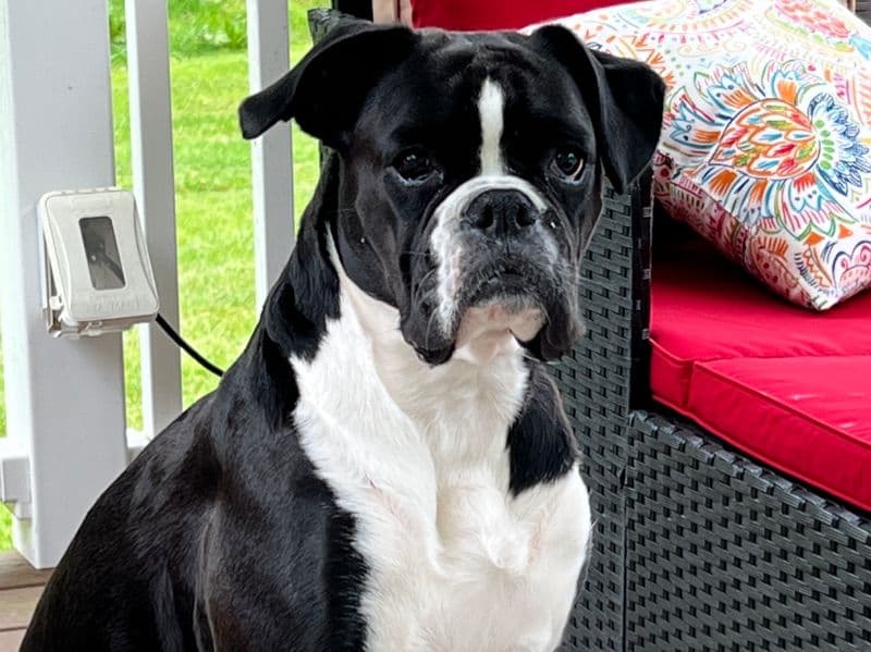 Boxer 6 years 9 months old female large named Bristol for breeding in Greene County, Pennsylvania | Petmeetly
