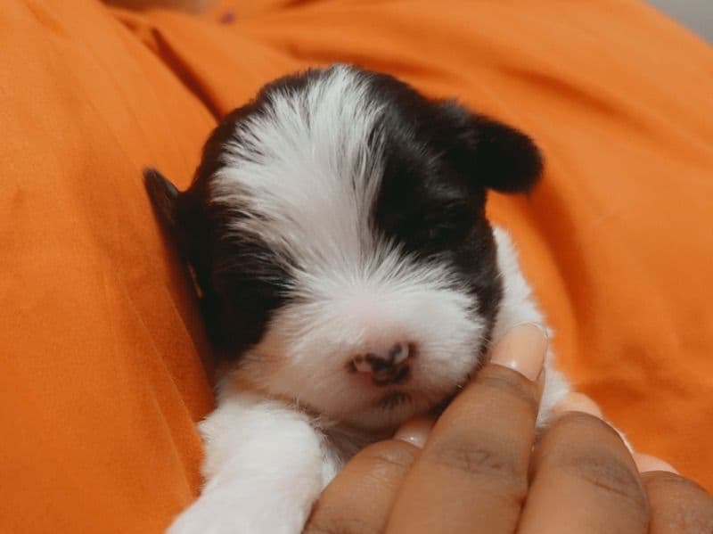 American Staffordshire Terrier Less than 1 month old female small named You Name for sale in Parkville, Maryland | Petmeetly