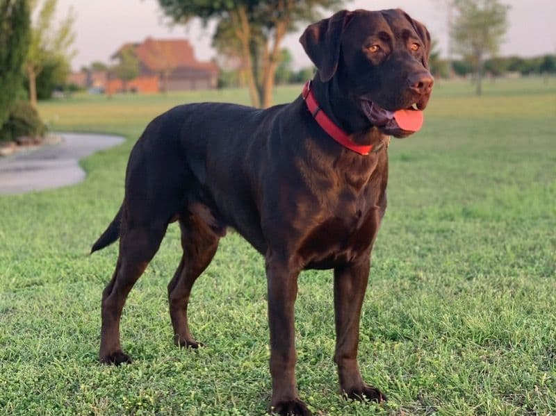 Labrador Retriever 7 years 1 month old male large named Bentley for breeding in Johnson County, Texas | Petmeetly