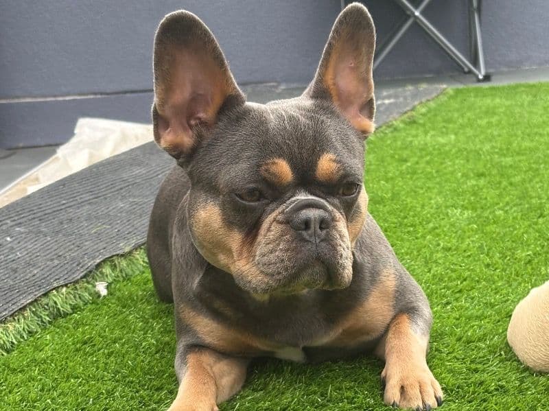 French Bulldog 3 years 1 month old female medium named Roxy for breeding in Greater London, England | Petmeetly