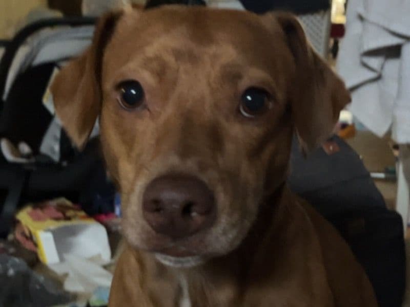 Golden Retriever 3 years old female medium named Ocean for adoption in Richland County, Ohio | Petmeetly