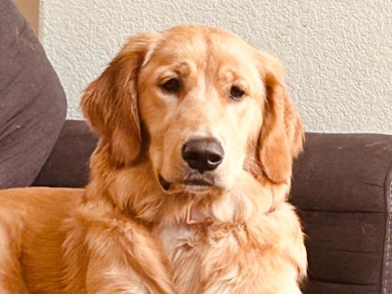 Elsa primary photo