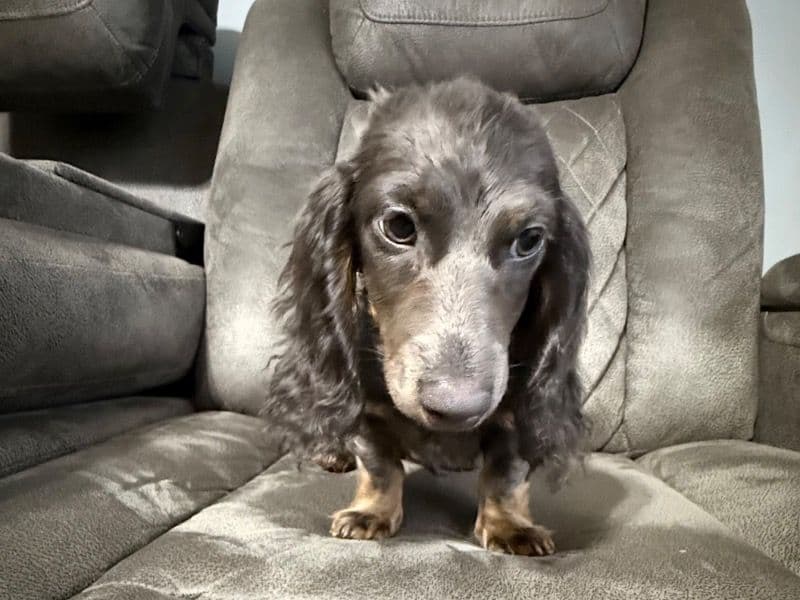 Dachshund 5 months old male small named Waylon for sale in Mount Airy, North Carolina | Petmeetly