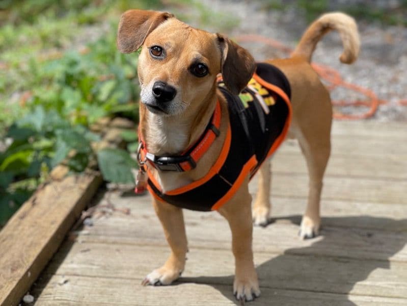 Dachshund 6 years old male medium named Bosco for breeding in Fort Bend County, Texas | Petmeetly