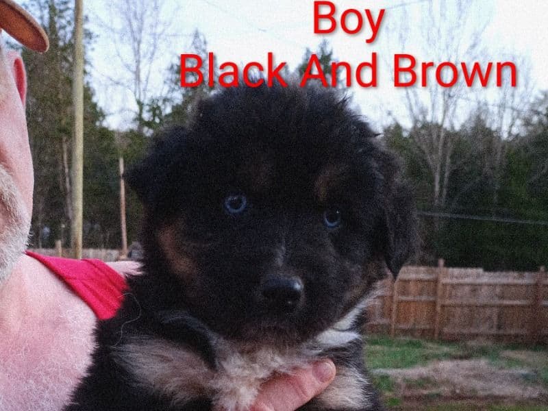 Husky 2 months old male medium named Unnamed for sale in Grainger County, Tennessee | Petmeetly