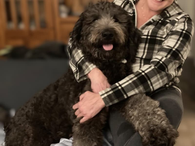 Labradoodle 2 years 3 months old male large named Charlie for breeding in Contra Costa County, California | Petmeetly