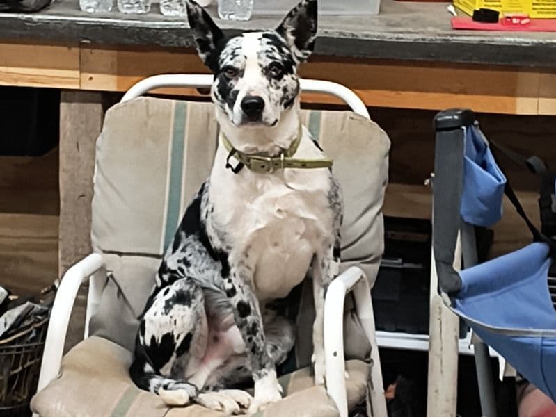 Hangin Tree Cowdog 7 years 5 months old male medium named Frankie for breeding in Wright County, Minnesota | Petmeetly