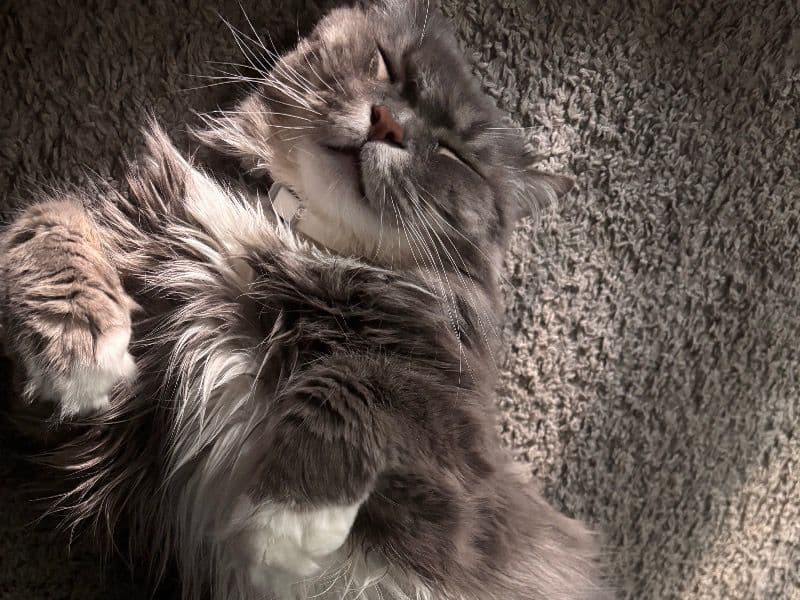 Siberian 5 years 9 months old male named Edward for breeding in Wayne County, Michigan | Petmeetly