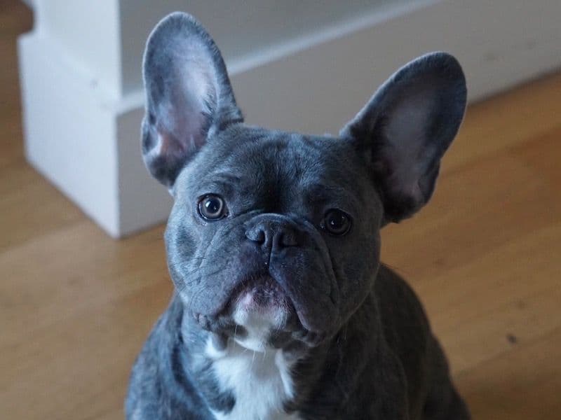 Blaze primary photo