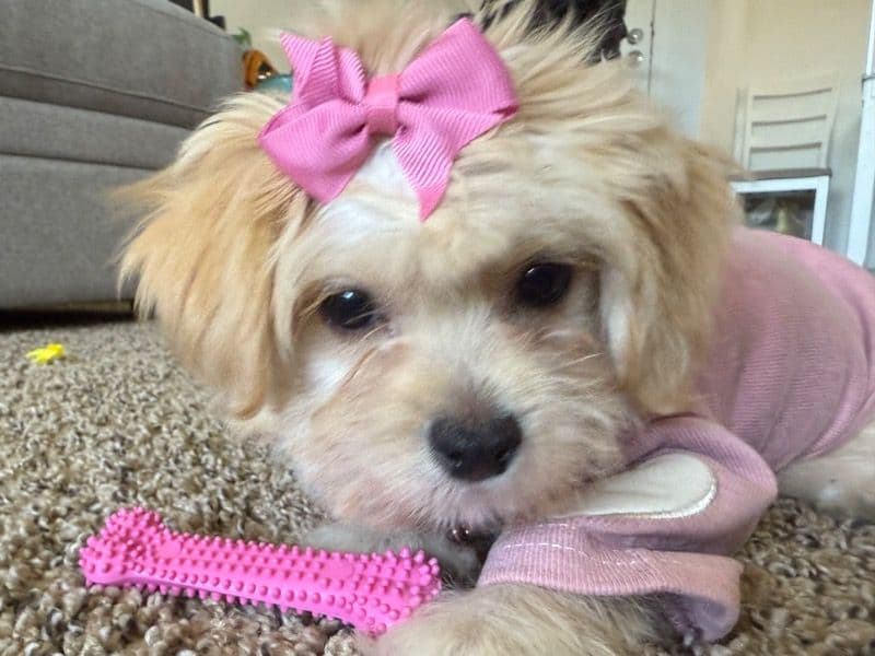 Maltese 5 months old female small named Bailey for sale in Orange County, California | Petmeetly