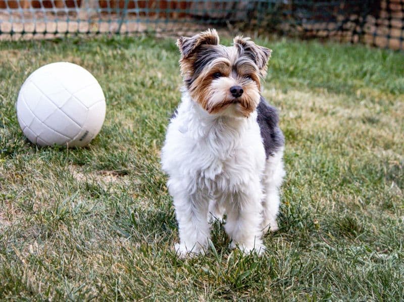 Yorkshire Terrier 3 years 3 months old male small named Max for breeding in Monterey County, California | Petmeetly
