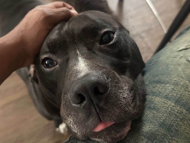 American Bully 5 years 1 month old male large named Sno for breeding in Montgomery County, Maryland | Petmeetly