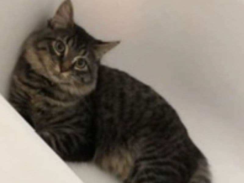 Norwegian Forest Cat 2 years 4 months old male named Jaxx for breeding in Fraser Valley, British Columbia | Petmeetly