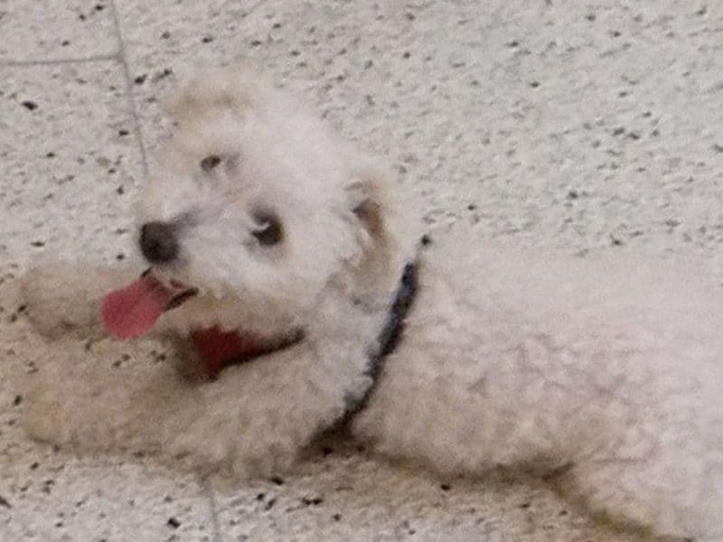 Maltipoo 5 years old male small named Charley for adoption in Queens County, New York | Petmeetly