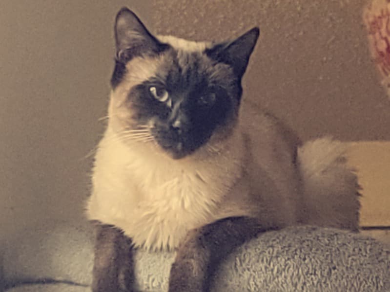 Bella primary photo