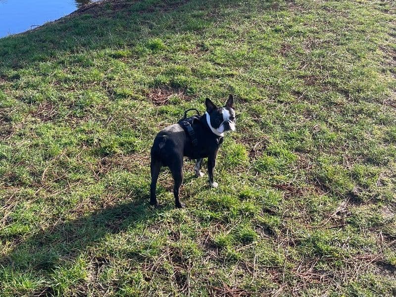 Boston Terrier 2 years 6 months old male small named Seven for breeding in Snohomish County, Washington | Petmeetly