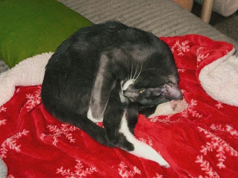 Tuxedo Cat 2 years old male named Miso for adoption in Tarrant County, Texas | Petmeetly