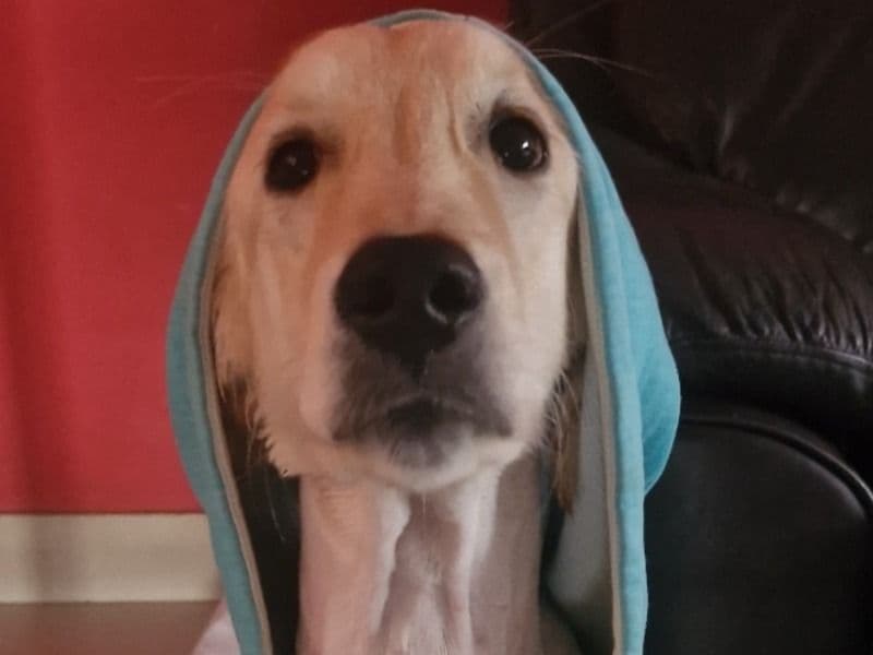 Dobby primary photo