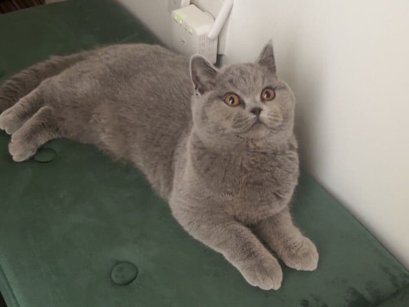 Mimi primary photo