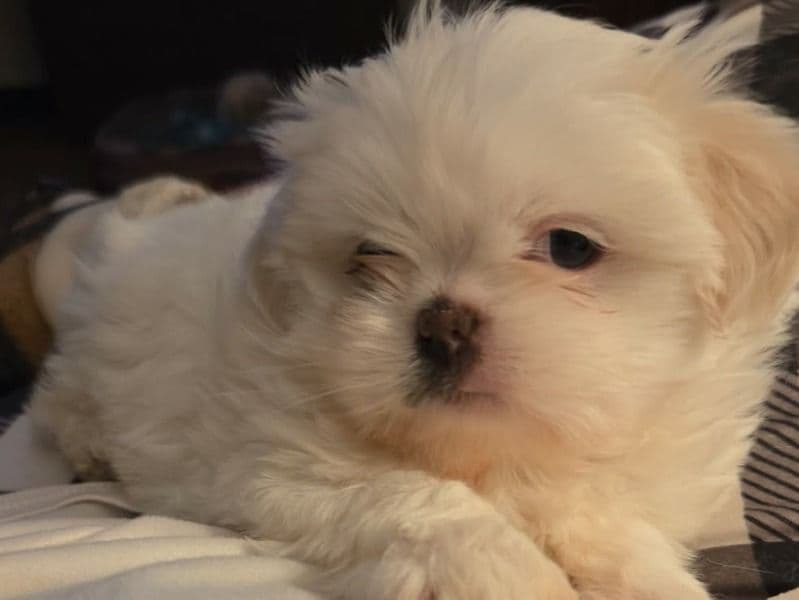 Maltese 2 months old male small named Louis for sale in Wayne County, Michigan | Petmeetly