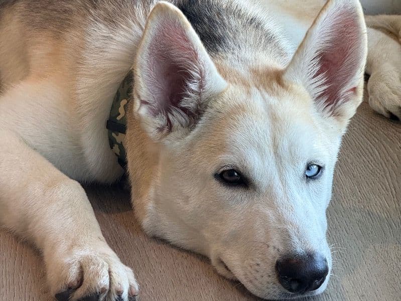 German Shepherd Husky 11 months old male large named Koa for adoption in Los Angeles County, California | Petmeetly