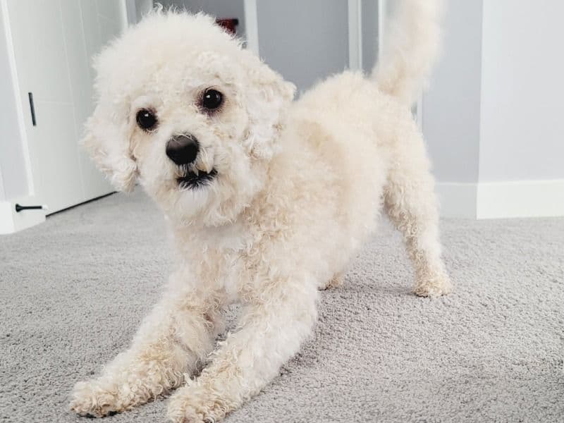 Milo primary photo