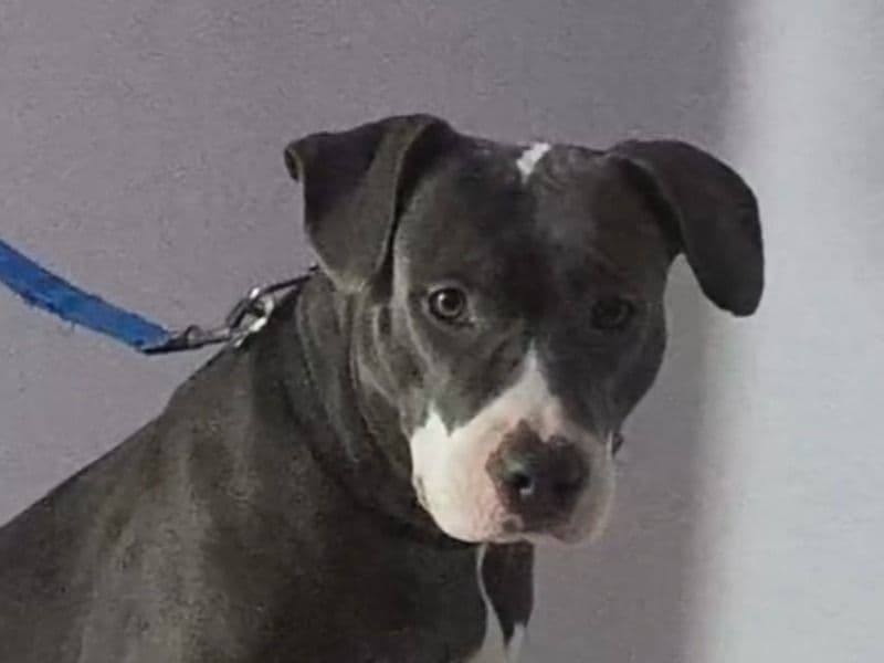 American Staffordshire Terrier 2 years 7 months old female medium named Chloe for breeding in Delhi Division, Delhi | Petmeetly