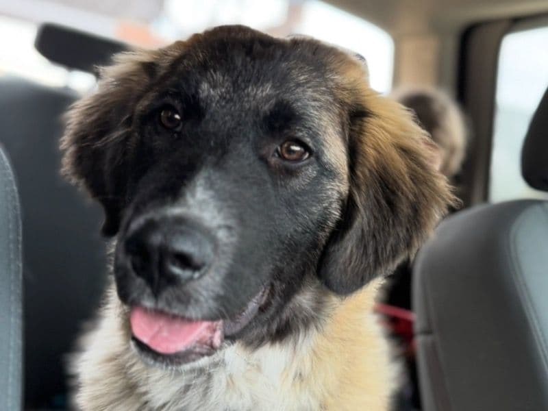 Great Pyrenees 11 months old male large named Bandit for sale in Jefferson County, Colorado | Petmeetly