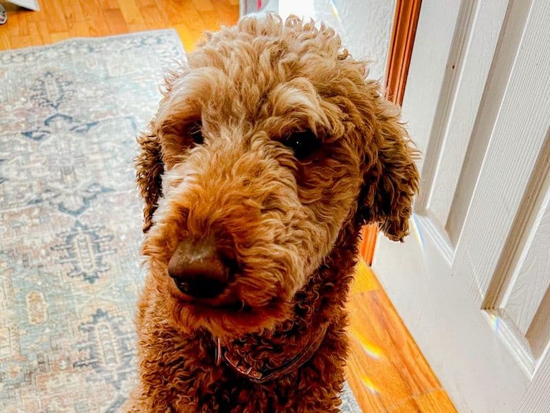 Reba primary photo