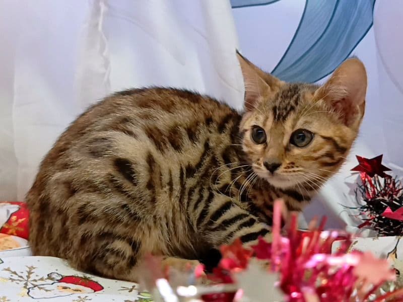 Bengal 3 months old male named Tiger for sale in Cañuelas, Provincia de Buenos Aires | Petmeetly