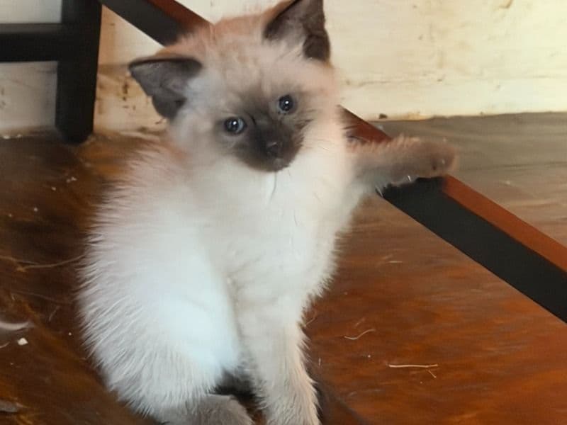 No Name - Siamese | Petmeetly