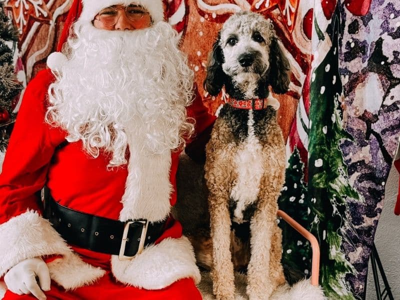 Aussiedoodle 1 year 11 months old female medium named Molly Mae for breeding in Franklin County, Georgia | Petmeetly