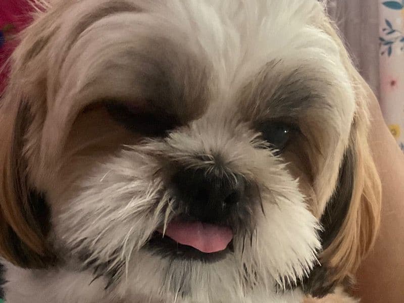 Benji primary photo