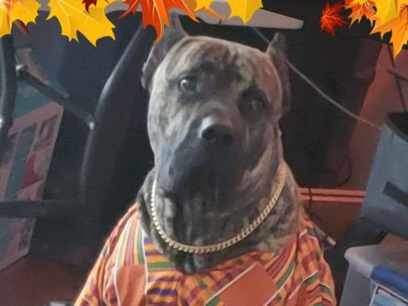 Presa Canario 6 years 4 months old male extra large named Drago for breeding in South Central Connecticut Planning Region, Connecticut | Petmeetly